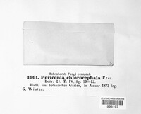 Dichocladosporium chlorocephalum image